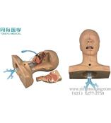 高级吸痰练习模型 医学教学中的关键技术训练仪器