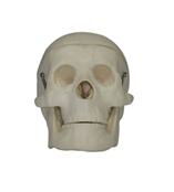 婴儿头颅骨教学模型 解剖学教育的精准工具